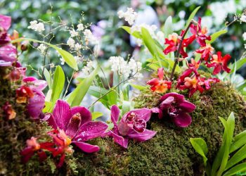 Đảo Hoa Lan –  Hòn đảo không thể bỏ qua tại Nha Trang