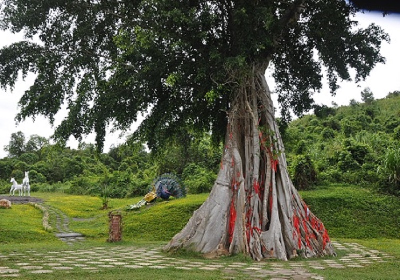 cây Mộc Thần Yang Bay Nha Tranng