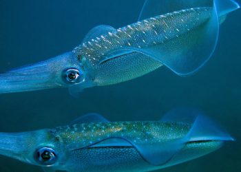 Kinh nghiệm câu mực đêm cực kỳ thú vị