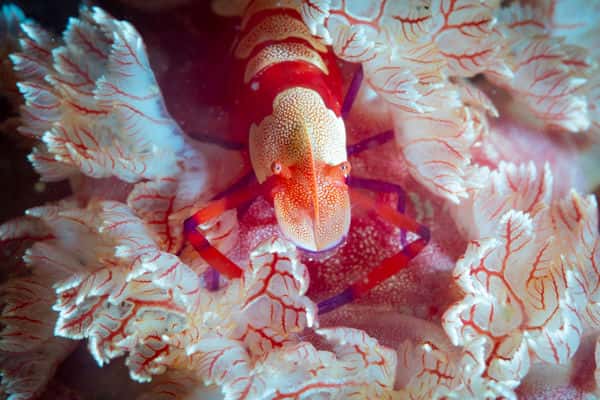 Thế giới dưới đáy biển Nha Trang