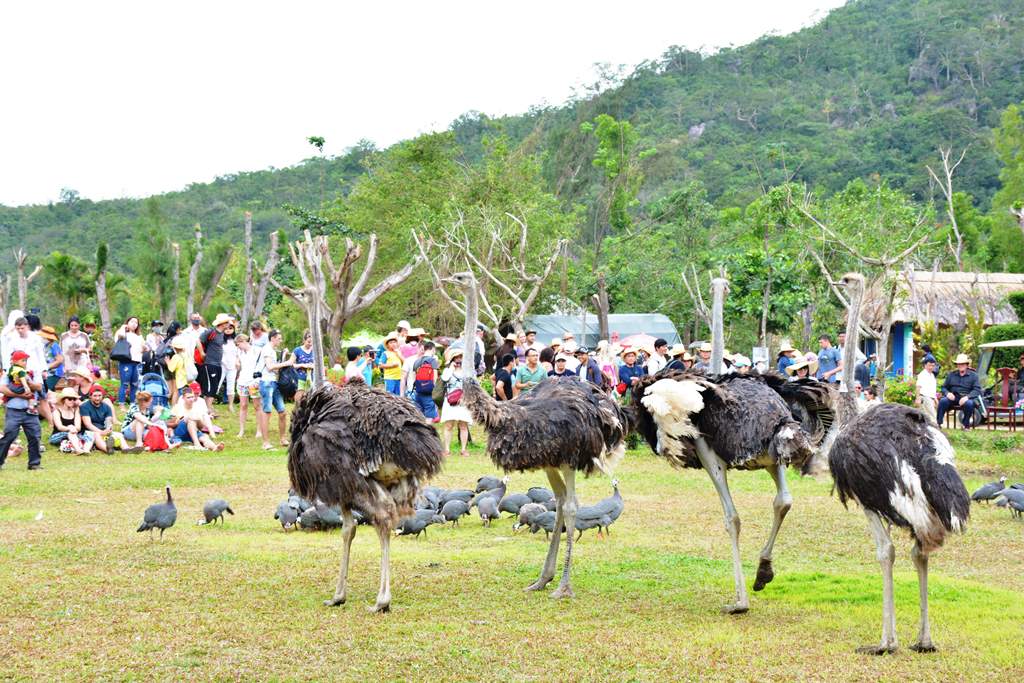 Cưỡi đà điểu- Đảo Hoa Lan Nha Trang 