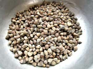 Mắm sút – ăn cả đại dương thu nhỏ