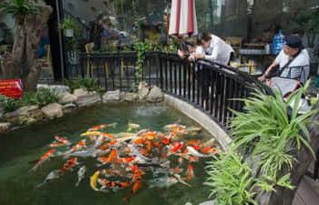 Tổng hợp những quán cafe cá Koi Nha Trang siêu đẹp mới nhất