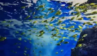 Mãn nhãn với đại dương thu nhỏ trong Bảo tàng Hải dương học Nha Trang