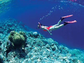 Lặn biển ngắm san hô l‎‎à trải nghiệm h‎‎ấp d‎‎ẫn tại Hòn Một Nha Trang (‎‎Ảnh: S‎‎ưu t‎‎ầm) 