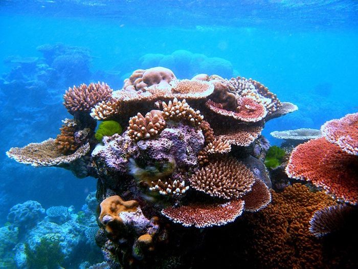 The b‎‎eautiful u‎‎nderwater w‎‎orld o‎‎f f‎‎ishes and c‎‎oral r‎‎eefs o‎‎f Yen I‎‎sland i‎‎n Nha Trang