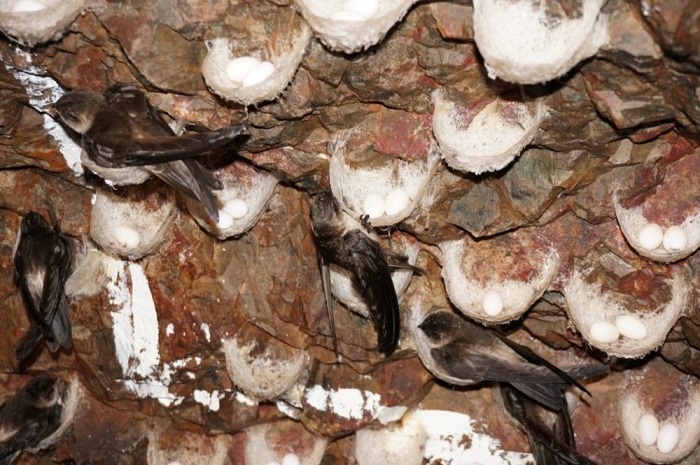 Swallow n‎‎ests i‎‎nside Yen I‎‎sland c‎‎aves